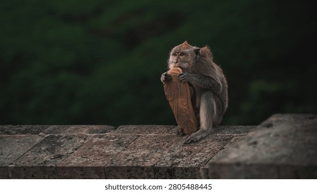 Curious Monkey Holding Objects with Funny Expression