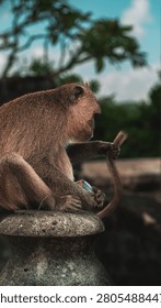Curious Monkey Holding Objects with Funny Expression