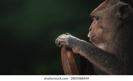 Curious Monkey Holding Objects with Funny Expression