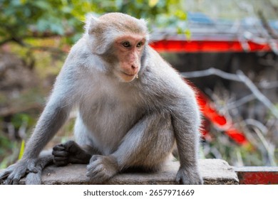 Curious Monkey with Humanlike Expression