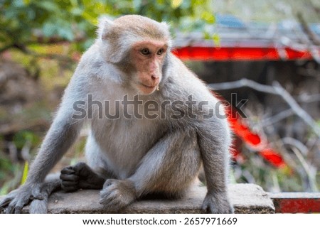 Curious Monkey with Humanlike Expression