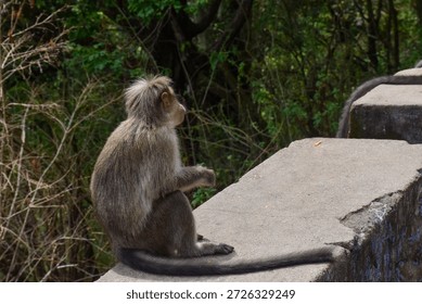 Curious monkey  sitting in a forest