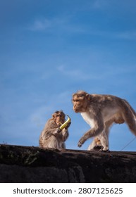 Curious Monkey Sitting on a Tree Branch in Natural Forest Habitat