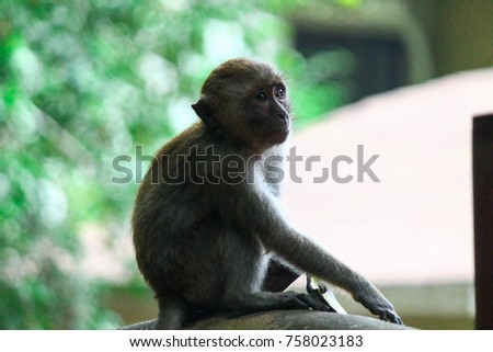 Curious monkey in Thailand. 
