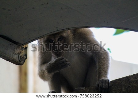 Curious monkey in Thailand. 
