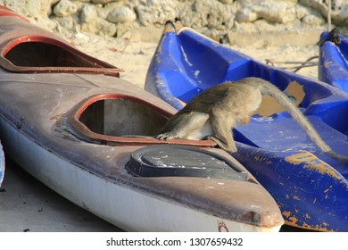 Curious Monkey Thief Stuck Her Head In A Boat For Kayaking