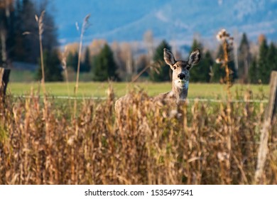 Curious Mule Deer Illuminated By Soft Sunset Light In His Natural Habitat 