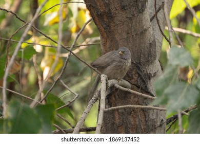 A Curious Northern Mocking Bird 