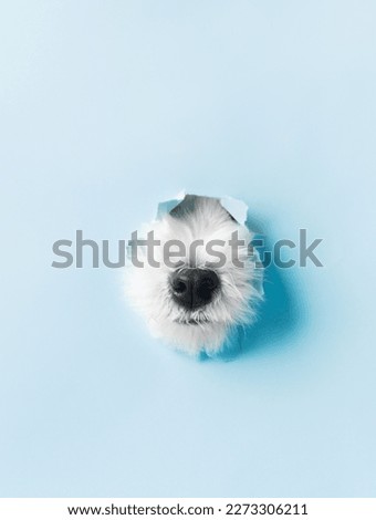 the curious nose of a white dog peeking through a hole made of blue paper. High quality photo
