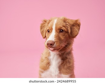 Un curioso cachorro de Nueva Escocia Duck Tolling Retriever mira, fondo rosa. Los ojos curiosos y el suave pelaje del perro hacen de este un cautivador retrato de estudio