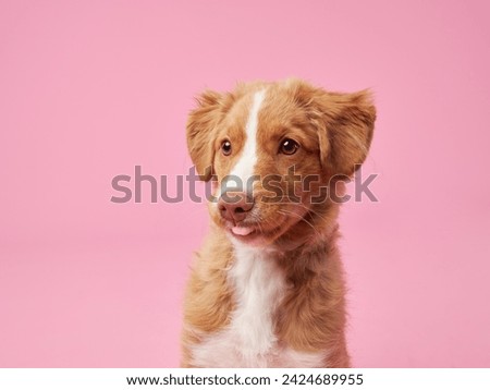 A curious Nova Scotia Duck Tolling Retriever puppy looks on, pink backdrop. The young dog's inquisitive eyes and soft fur make for a captivating studio portrait