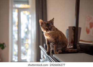 Curious old purebred cat Devon rex sitting on treillage, looking with interest. Pet living in homes, performing function of friends, companions, helpmates 