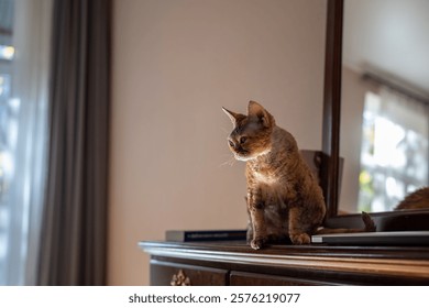 Curious old purebred cat Devon rex sitting on treillage, looking with interest. Pet living in homes, performing function of friends, companions, helpmates 