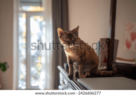 Curious old purebred cat Devon rex sitting on treillage, looking with interest. Pet living in homes, performing function of friends, companions, helpmates 