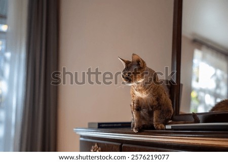 Curious old purebred cat Devon rex sitting on treillage, looking with interest. Pet living in homes, performing function of friends, companions, helpmates 