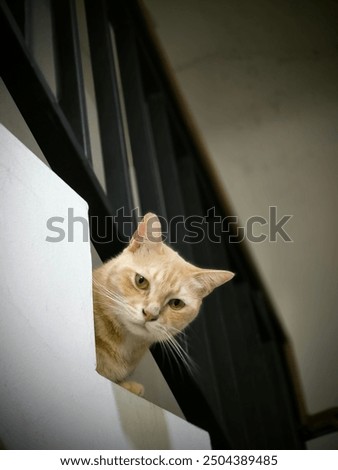 Similar – Image, Stock Photo The Hidden Cat Beautiful