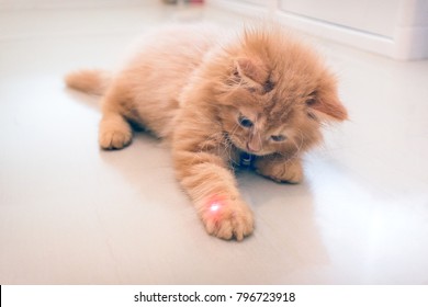 Curious Orange Kitten Plays With A Red Dot From A Laser Pointer 