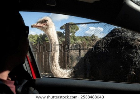 Curious ostrich and driver looking at each other through a car window.