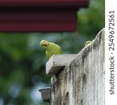 A curious parrot strikes a pose, head tilted like it