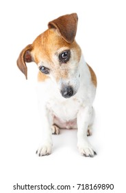 Curious Pensive Looking Dog Jack Russel Terrier. Sitting And Looking Down. White Background