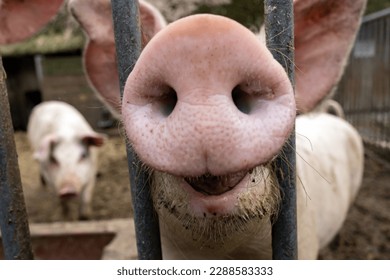 curious pig sticks his snout through the steel gate