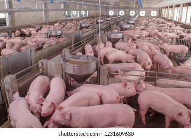 Curious pigs in Pig Breeding farm in swine business in tidy and clean indoor housing farm, with pig mother feeding piglet