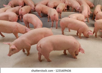 Curious Pigs In Pig Breeding Farm In Swine Business In Tidy And Clean Indoor Housing Farm, With Pig Mother Feeding Piglet