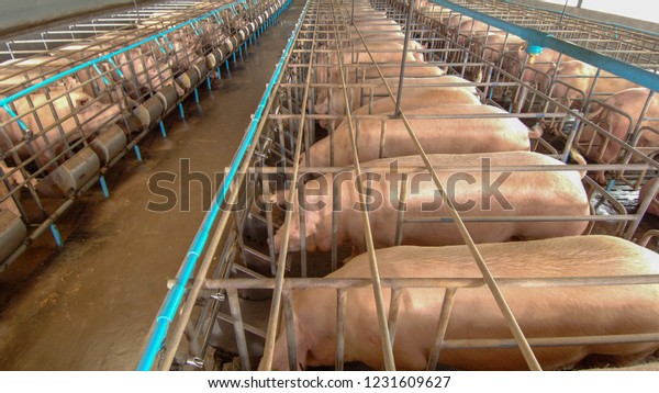 Curious pigs in Pig Breeding farm in swine\
business in tidy and clean indoor housing farm, with pig mother\
feeding piglet
