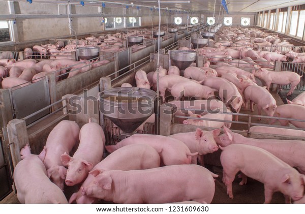Curious pigs in Pig Breeding farm in swine\
business in tidy and clean indoor housing farm, with pig mother\
feeding piglet