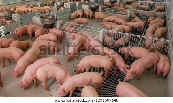 Curious pigs in Pig Breeding farm in swine
business in tidy and clean indoor housing farm, with pig mother
feeding piglet