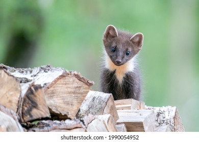 A curious pine marten cub is looking at you