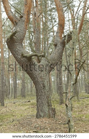 curious pine tree with U-shaped twisted trunk