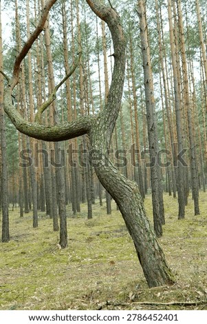 Curious pine tree with U-shaped twisted trunk
