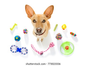 Curious Podenco Dog Looking Up To Owner Waiting Or Sitting Patient To Play Or Go For A Walk,  Isolated On White Background, With A Lot Of Pet Toys