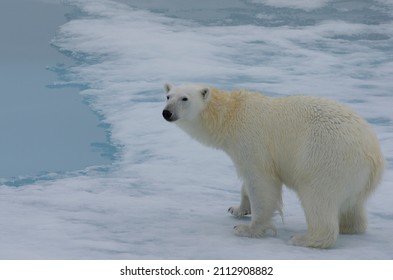 Curious Polar Bear Standing On An Ice Floe, Looking Up. Its Yellowish Fur Is Still A Bit Wet.