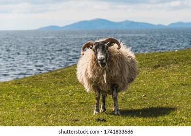 Curious portrait of blackface sheep grazing in the Isle of Skye, Scotland. Concept: typical Scottish pets