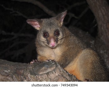 112 Possum feeding Images, Stock Photos & Vectors | Shutterstock