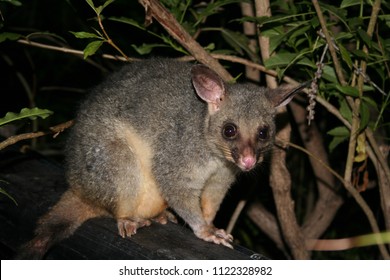 971 Possum Portrait Images, Stock Photos & Vectors | Shutterstock