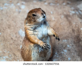 Curious Prairie Dog Standing​ On​ Sand Ground And Streching Its Front Legs With Visible Long And Sharp Claws.