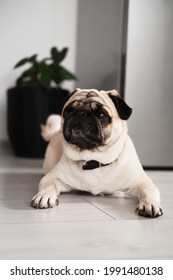 Curious Pug Dog Feels Lonely When The Owners Are Not Near Him, Meaning He Is A Velcro Dog