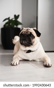 Curious Pug Dog Feels Lonely When The Owners Are Not Near Him, Meaning He Is A Velcro Dog