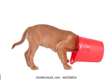 Dog Hide Food Images Stock Photos Vectors Shutterstock