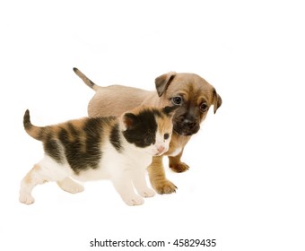 Curious Puppy And Kitten On A White Background.