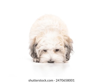 Curious puppy sniffing the ground. Small white puppy dog discovering smells and scents. Enrichment, mental stimulation and brain health concept for dogs. 16 weeks old female Havanese dog. - Powered by Shutterstock