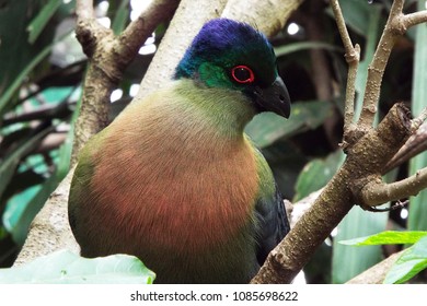 Curious Purple Crested Turaco