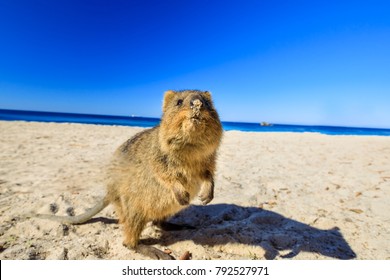 A curious Quokka on the Basin Beach on Rottnest Island, Western Australia.Quokka is considered the happiest animal in the world thanks to the expression of snout that always reminds a smile.Copy space