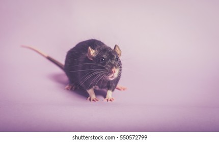 Curious Rat Isolated On Background Cute Stock Photo 550572799 ...