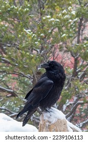 A curious raven in Grand Canyon National Park, USA  - Shutterstock ID 2239106113