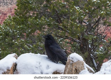 A curious raven in Grand Canyon National Park, USA  - Shutterstock ID 2239106123