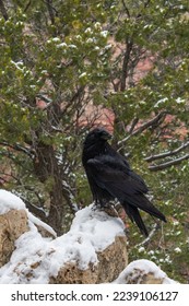 A curious raven in Grand Canyon National Park, USA  - Shutterstock ID 2239106127
